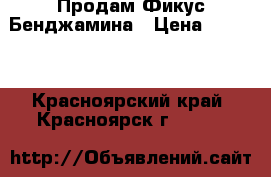 Продам Фикус Бенджамина › Цена ­ 1 550 - Красноярский край, Красноярск г.  »    